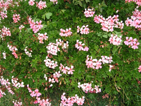 Pelargonium x peltatum