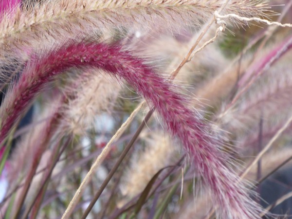 Pennisetum