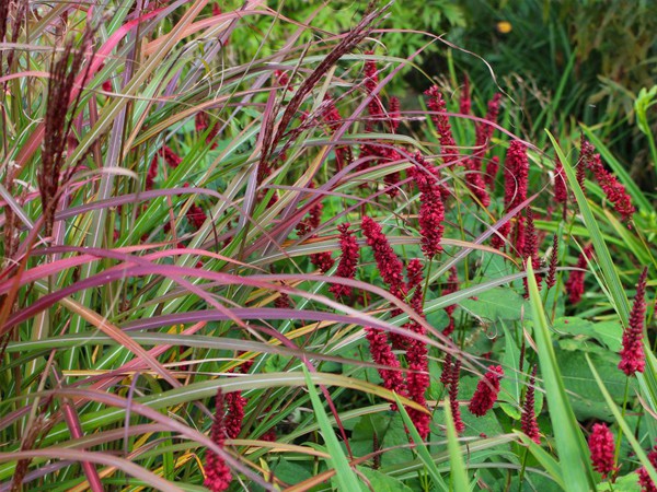 Persicaria