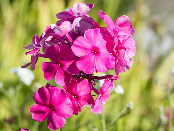 Phlox