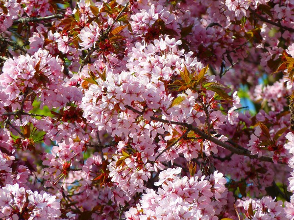 Prunus