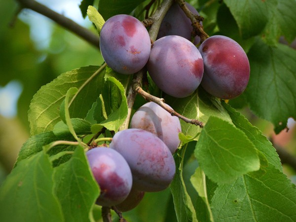 Prunus domestica