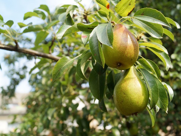 Pyrus communis