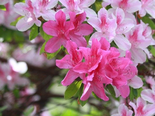 Rhododendron