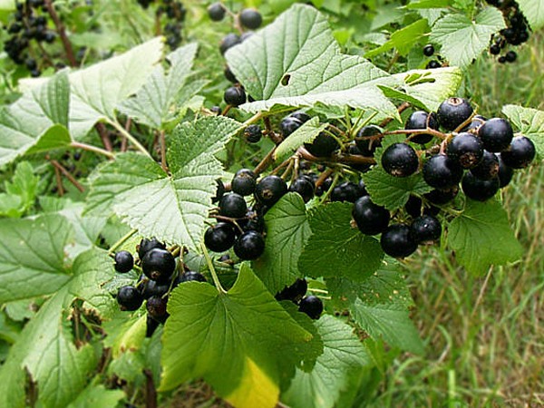 Ribes nigrum