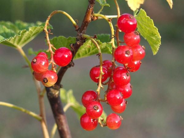 Ribes rubrum