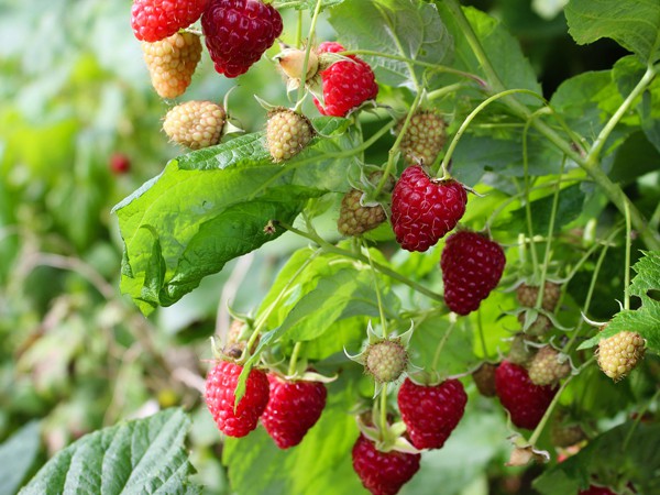 Rubus idaeus