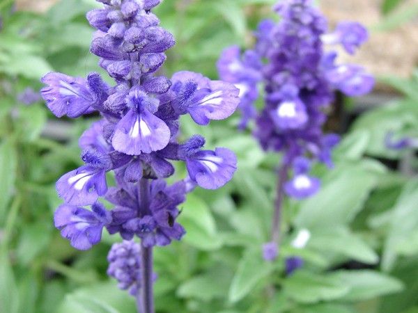 Salvia farinacea