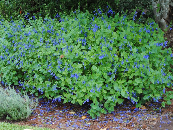 Salvia guaranitica