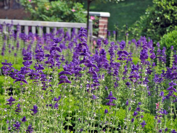 Sauge de Virginie - Salvia horminum