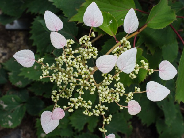 Schizophragma