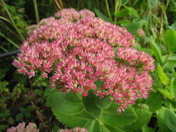 Sedum