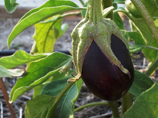 Solanum melongena