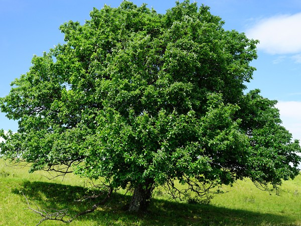 Sorbus