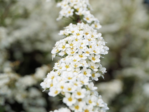 Spiraea