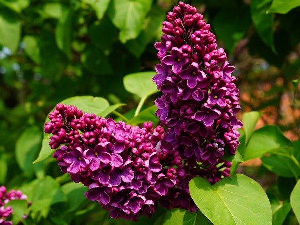 Syringa