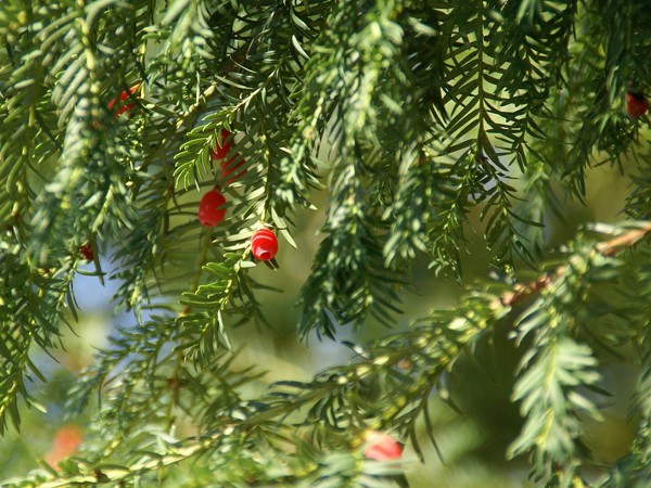 Taxus