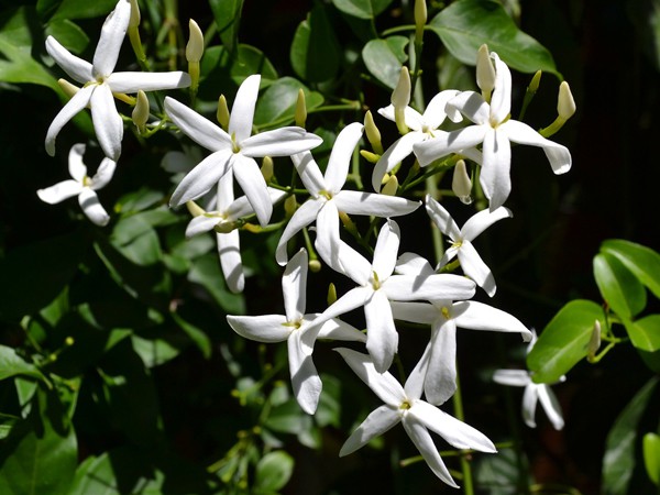 Trachelospermum jasminoïdes