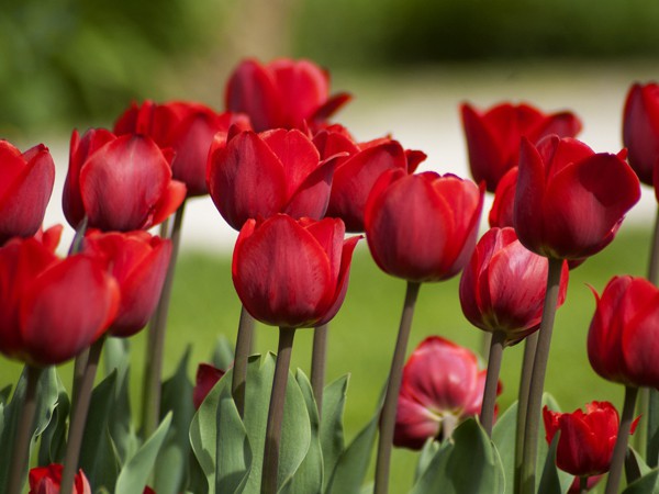 Tulipa