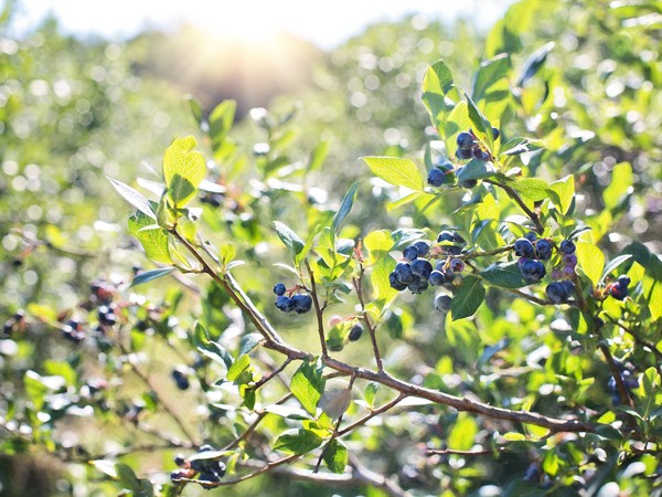 Vaccinium