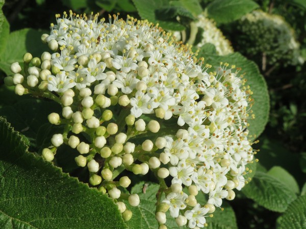 Viburnum