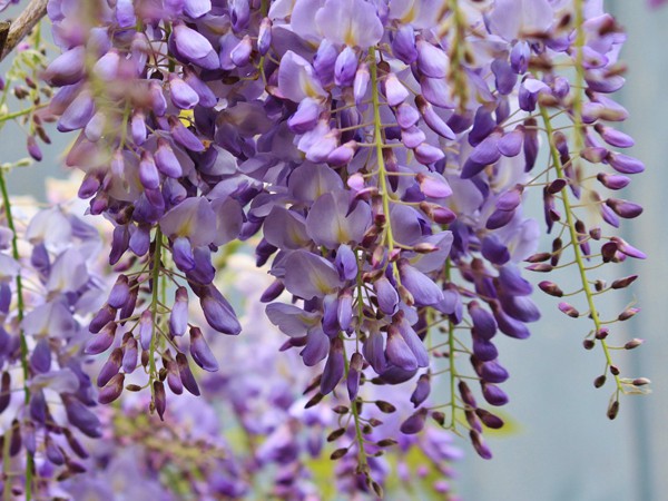 Wisteria