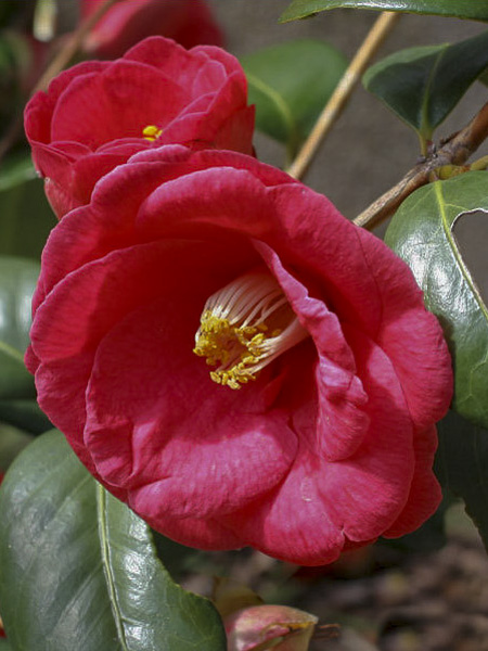 travis scott cactus jack air force 1 Air Force 1 Low Travis Scott Sail
