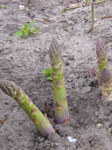 Asperge - Asparagus officinalis - Le Jardin du Pic Vert