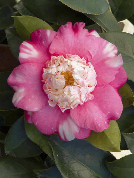 Camlia du Japon 'Chandleri Elegans' - Camellia japonica 'Chandleri Elegans'  - Le Jardin du Pic Vert