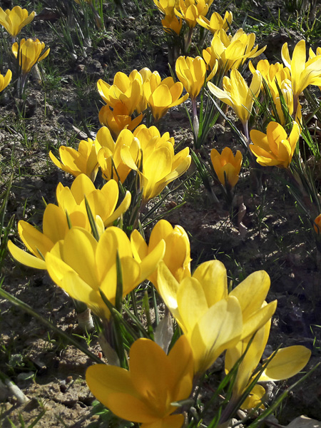 Bulbes De Crocus Species Advance Jaunes Orangés - Bulbes De Fleurs