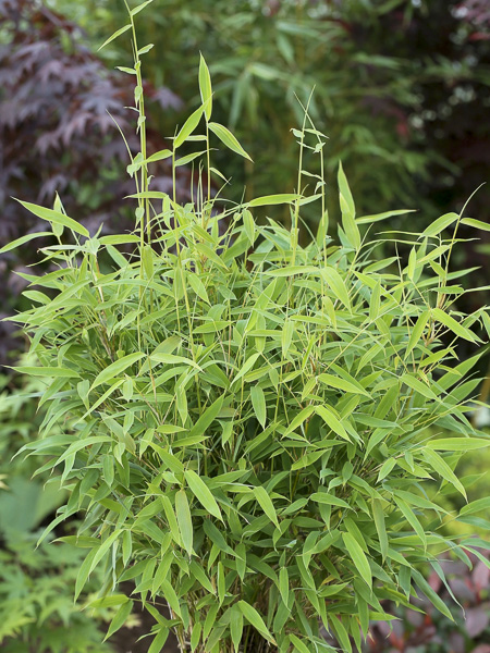 Bambou parapluie 'Elias' - Fargesia murielae 'Elias' - Le Jardin du Pic Vert
