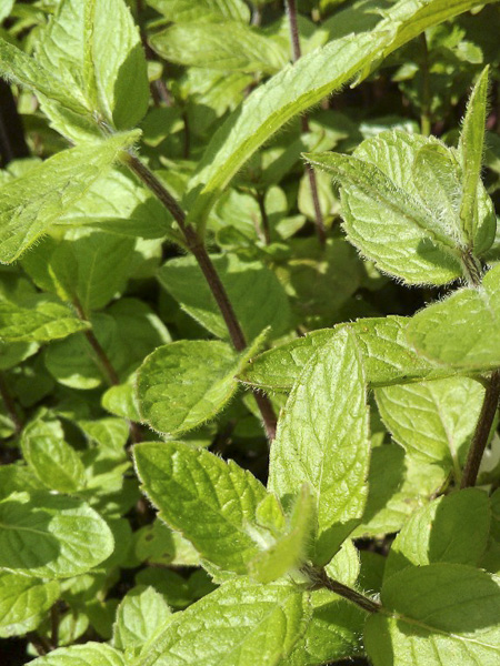 Menthe poivrée partie aérienne poudre – Mentha piperita | Apophycaire