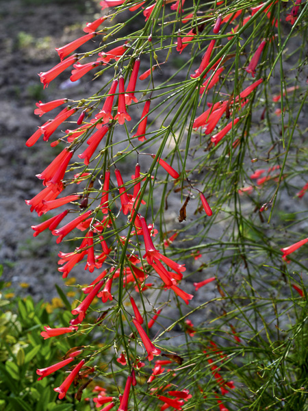 Goutte de sang, Plante corail - Russelia equisetiformis - Le Jardin du Pic  Vert