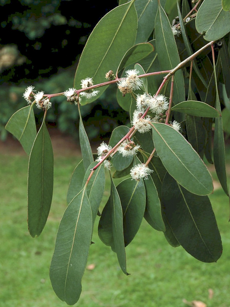 Gommier d'Oleo - Eucalyptus neglecta - Le Jardin du Pic Vert