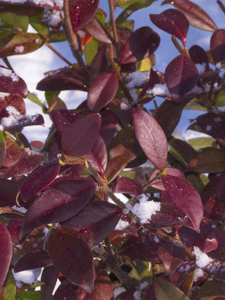 Jasmin étoilé Winter Ruby® 'Trared' – Plante Grimpante Parfumée | Fleurs Rouges, Persistant