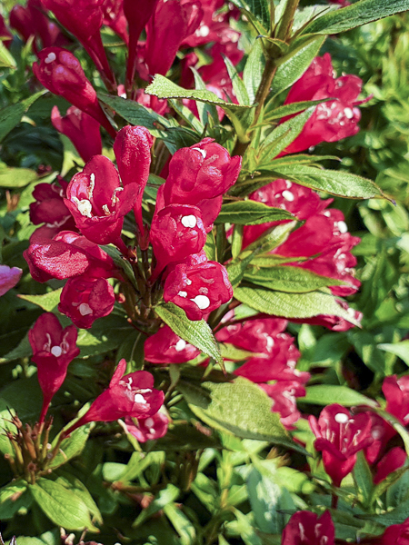Weigela 'Picobella Rosso' - Weigela florida 'Picobella Rosso' - Le