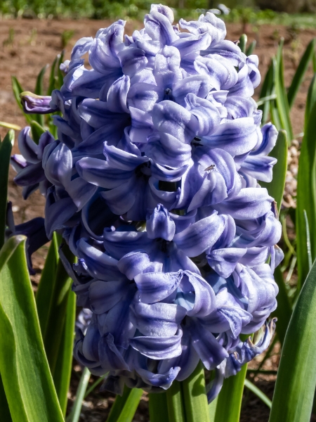 Haut à Fleurs Bleu Et Blanc Pour Bébé Fille Janie & Jack - Taille 3, Sans Manches, Ceinturé - Neuf