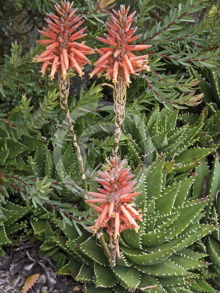 Aloes  feuilles courtes - Aloe brevifolia - Le Jardin du Pic Vert