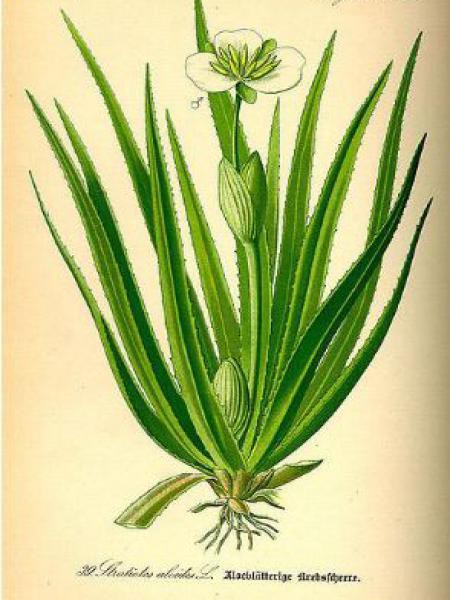 Alos d'eau - Stratiotes aloides - Le Jardin du Pic Vert