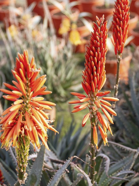 Aloes x spinosissima - Aloe x spinosissima - Le Jardin du Pic Vert