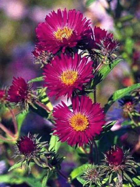 Théière Artisanale Unique - Violette, Asters, Base Bordo - Création Ukrainienne - Fait Main