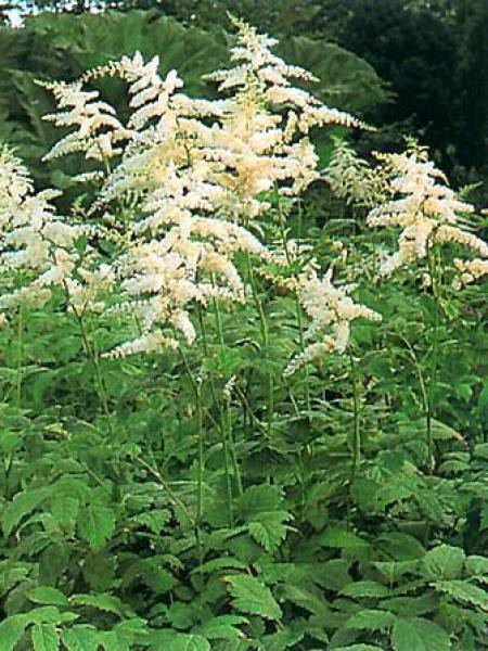 Plant Profile for Astilbe thunbergii 'Prof. van der Wielen' - Tall Japanese  Astilbe Perennial