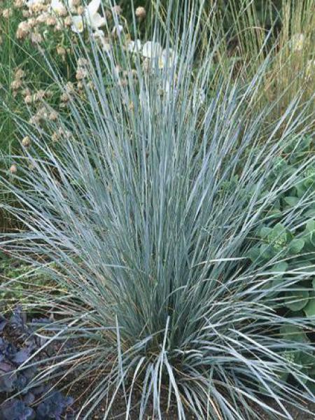 Avoine vivace - Helictotrichon sempervirens - Le Jardin du Pic Vert