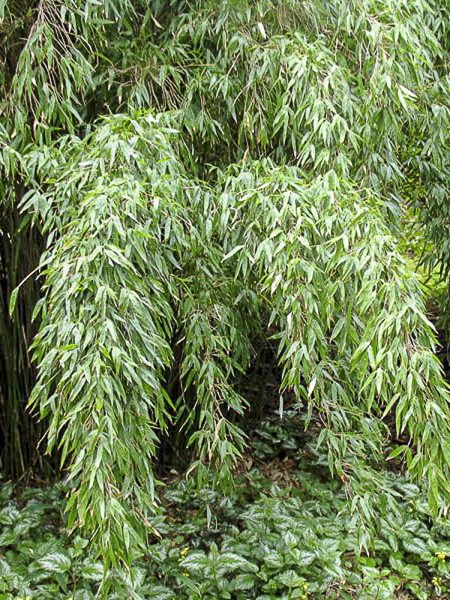 gummibaum kaufen Ficus elastica