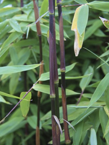 Bambou non traant 'Viking ' - Fargesia nitida x murielae 'Viking ' - Le  Jardin du Pic Vert