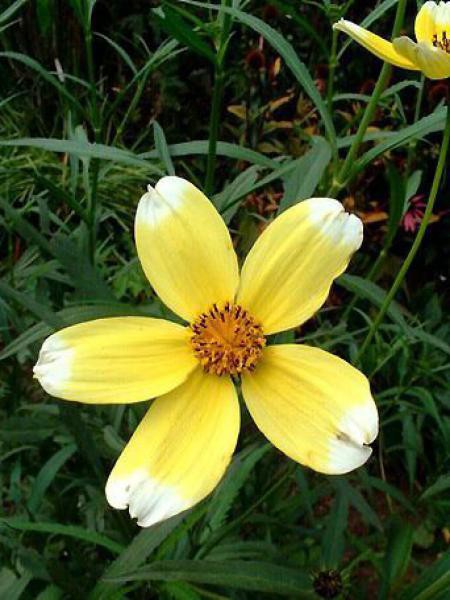 Bidens heterophylla 'Hannay's Lemon Drop' - Bidens heterophylla