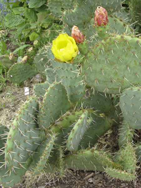 Cactus raquette 'Var. Rastrera' - Opuntia engelmannii 'Var. Rastrera' - Le  Jardin du Pic Vert