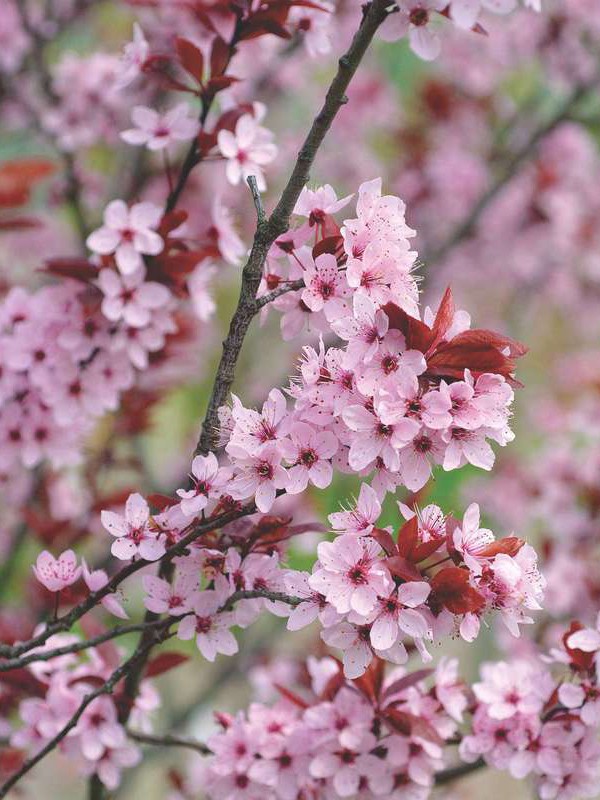 Cerisier à fleurs 'Pissardii' - Prunus cerasifera - Le Jardin du Pic Vert