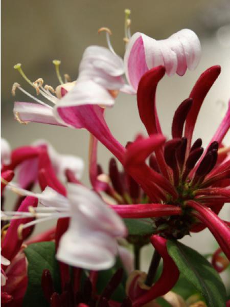 Chvrefeuille des bois Caprilia 'imperial' - Lonicera periclymenum - Le  Jardin du Pic Vert