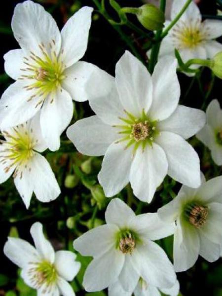 Clématite Avalanche - Plante Grimpante Persistante Fleurs Blanches - Pot 15cm 60-70cm